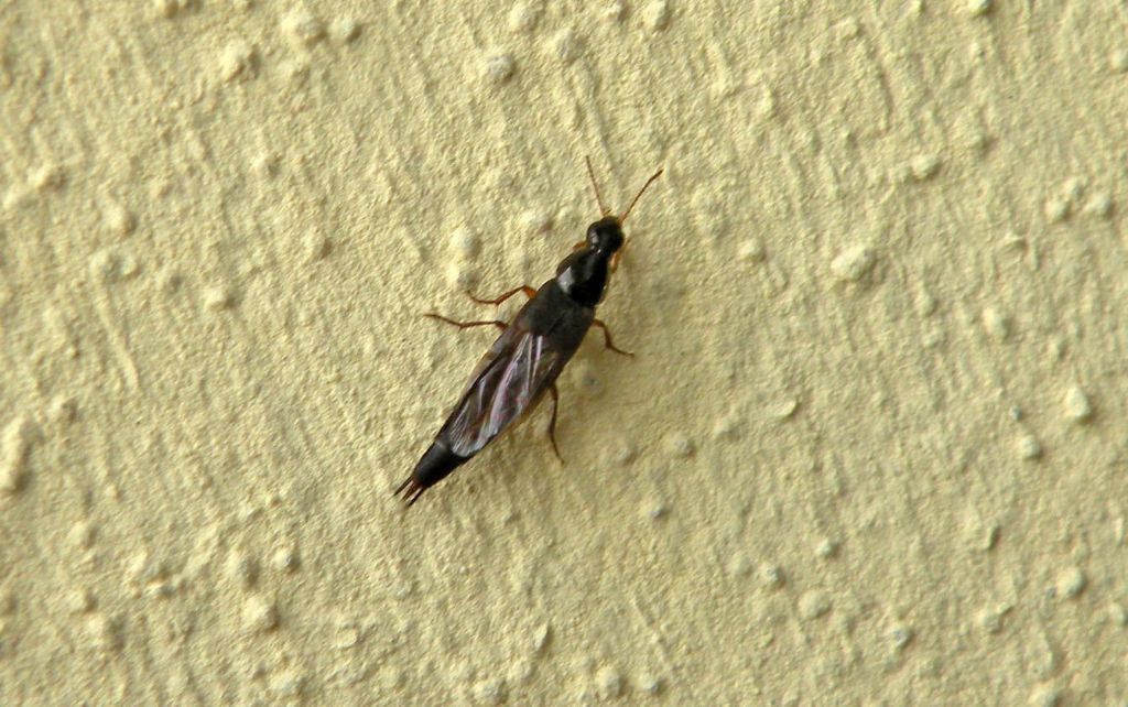 Quedius sp.?