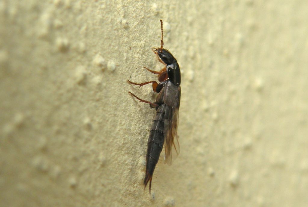 Quedius sp.?