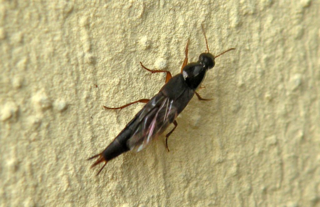 Quedius sp.?