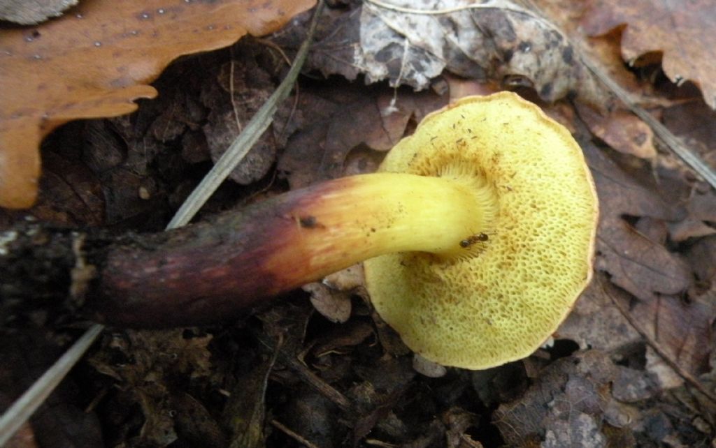 Boletaceae con gambo bruno-rossastro