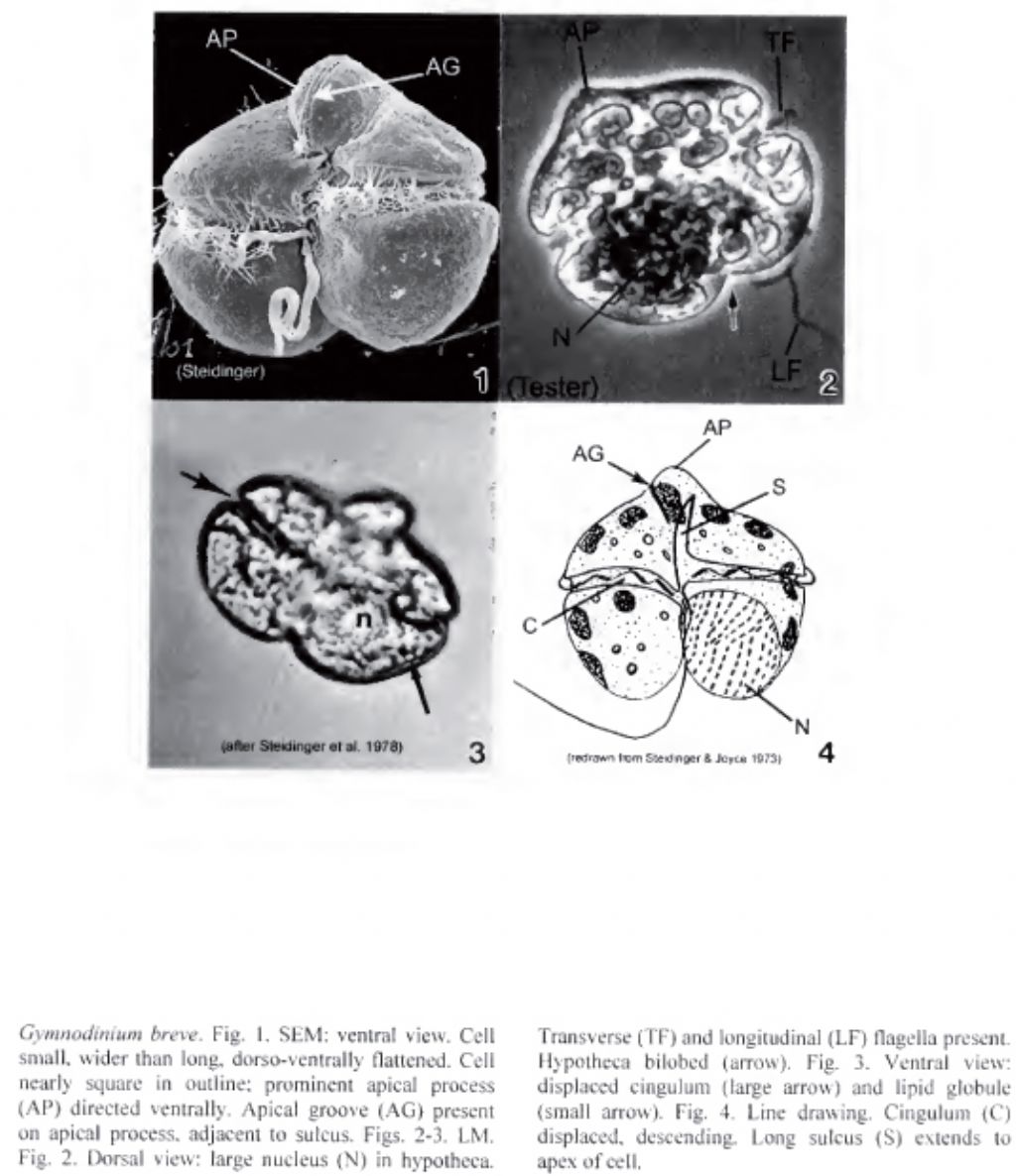 Gymnodinium breve (dinoflagellato)