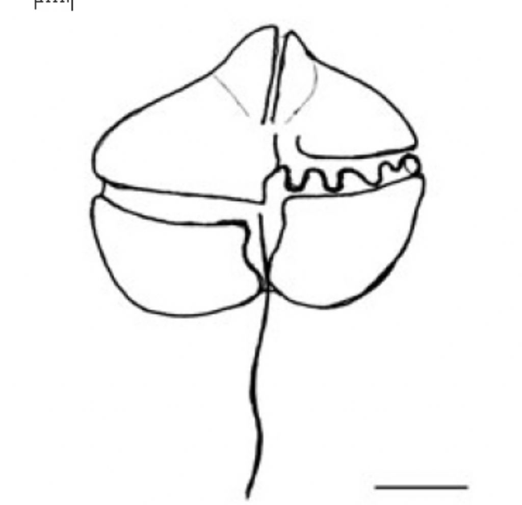 Gymnodinium breve (dinoflagellato)