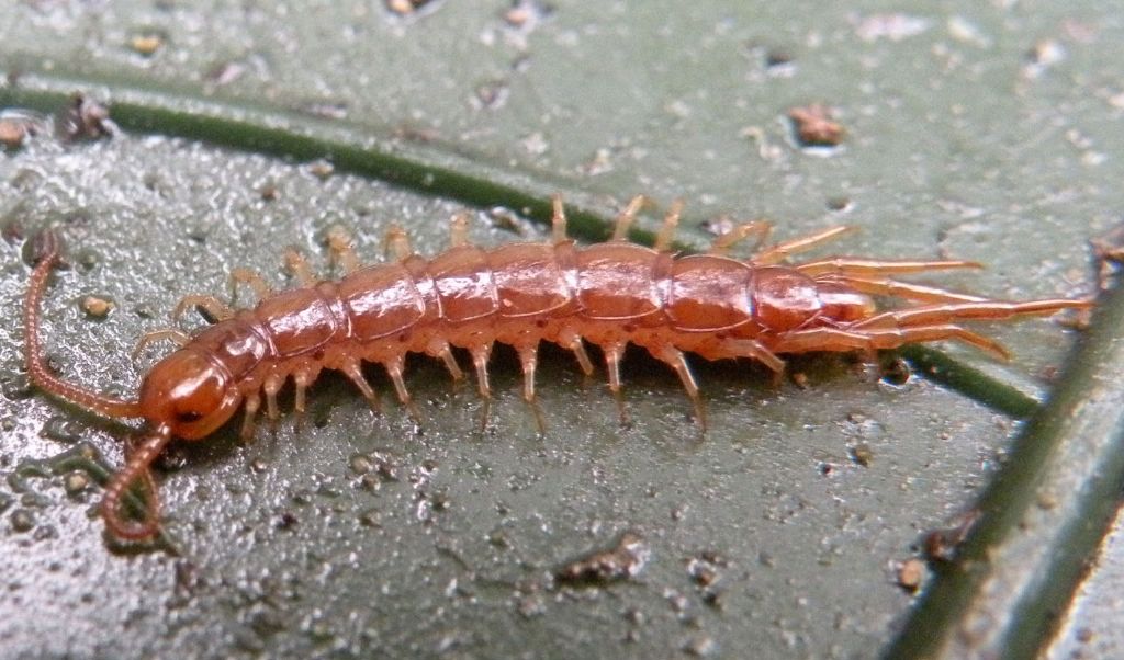 Lithobius....