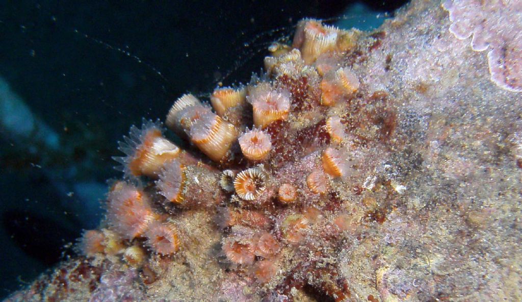 Polycyathus muellerae?