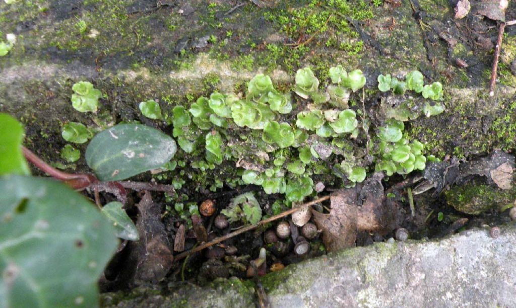 Epatica in giardino