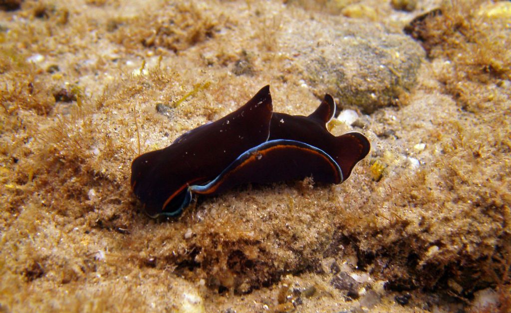 Tre molluschi dallo Stretto di Messina