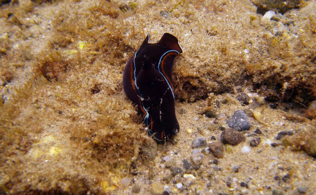 Tre molluschi dallo Stretto di Messina