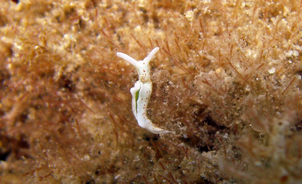 Tre molluschi dallo Stretto di Messina