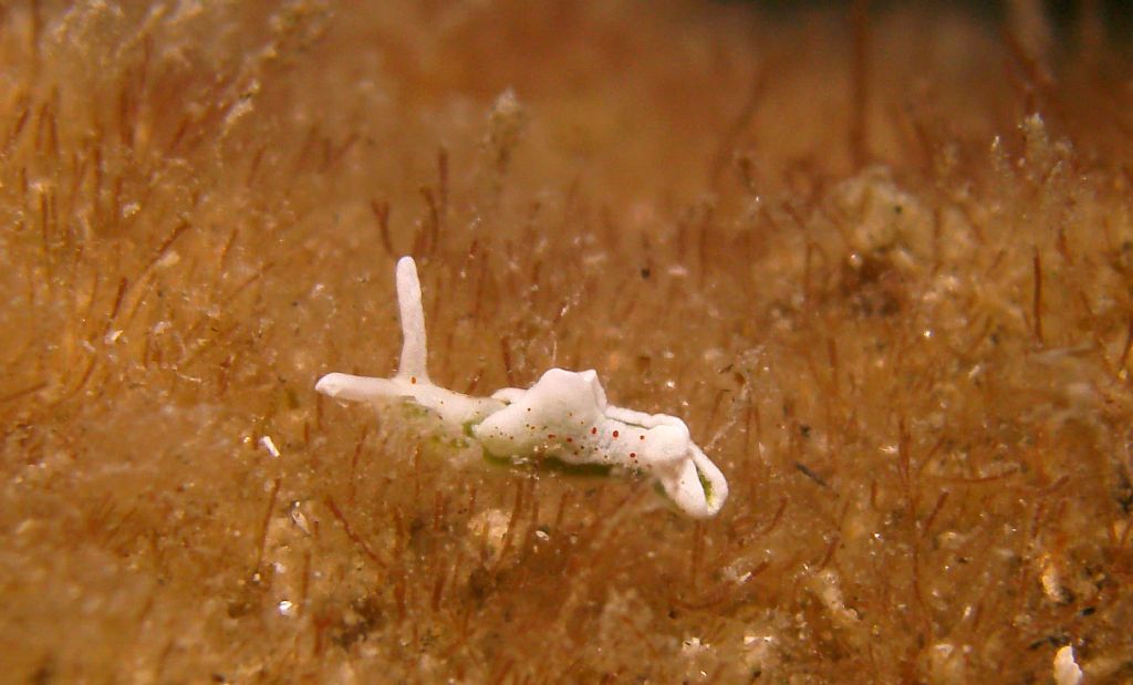 Tre molluschi dallo Stretto di Messina