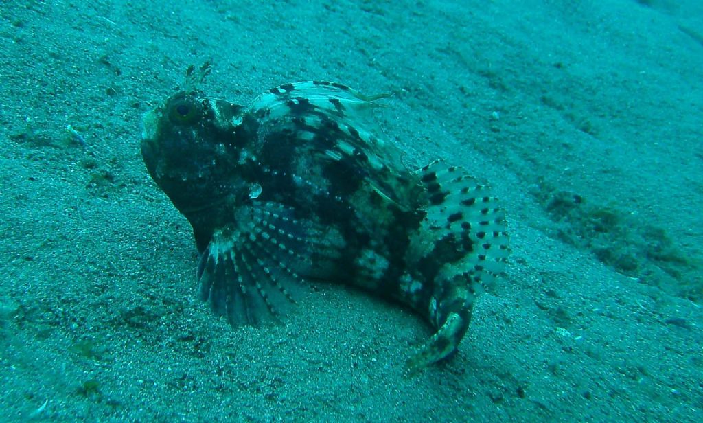 Blennius ocellaris sullo Stretto di Messina