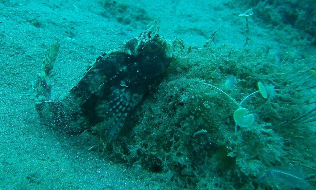 Blennius ocellaris sullo Stretto di Messina