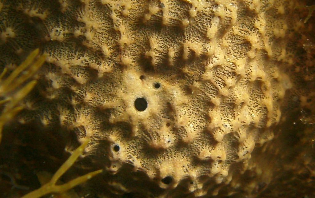 Ircinia cf. variabilis