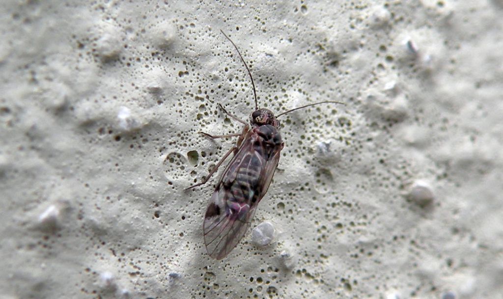 Verosimile Cacopsylla sp.? No. Psocottero