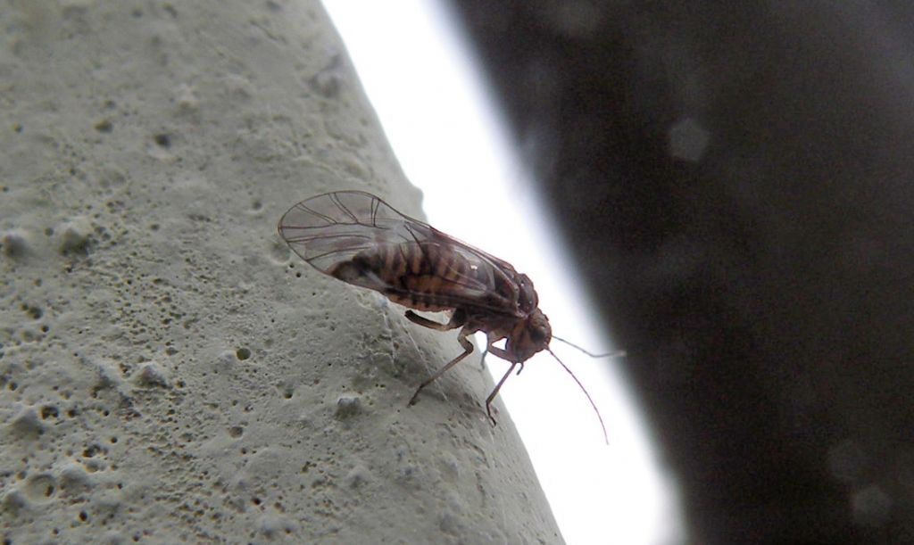 Verosimile Cacopsylla sp.? No. Psocottero