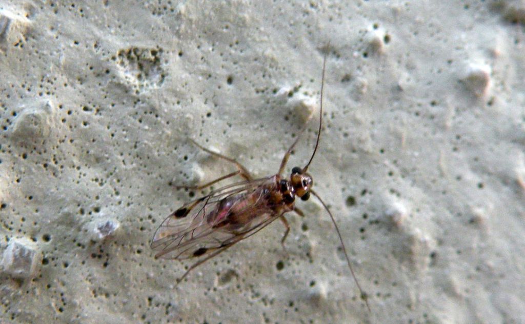 Verosimile Cacopsylla sp.? No. Psocottero