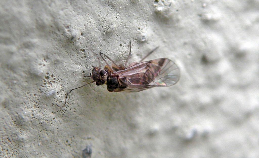 Verosimile Cacopsylla sp.? No. Psocottero