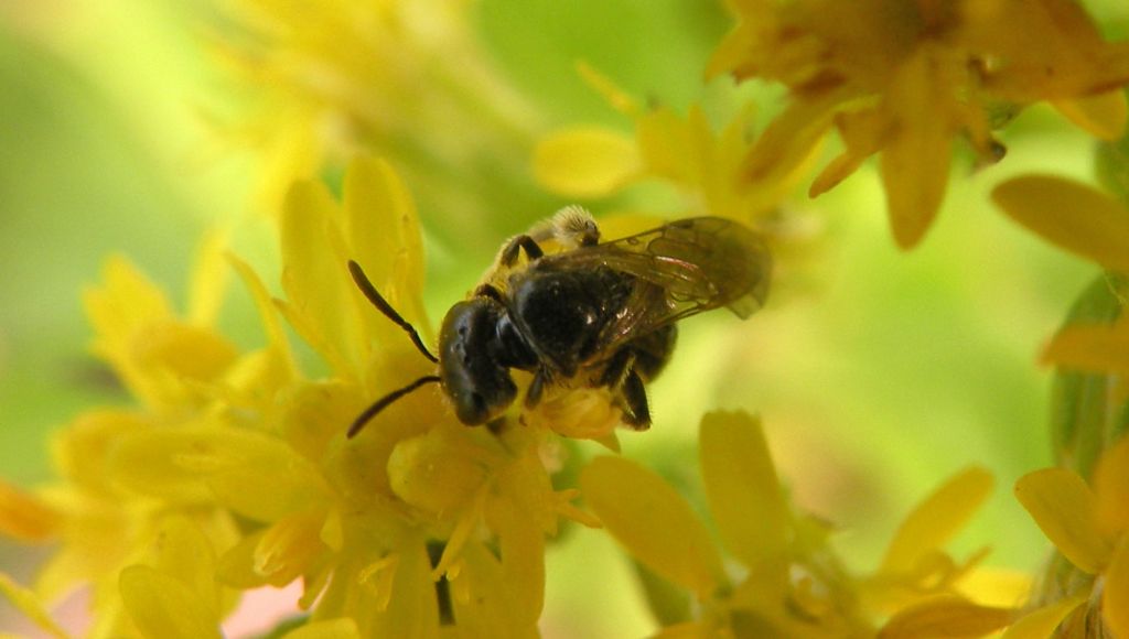 Potrebbe essere Dufourea?