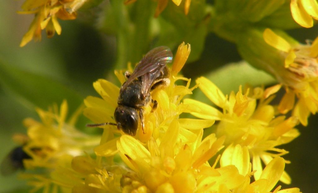 Potrebbe essere Dufourea?