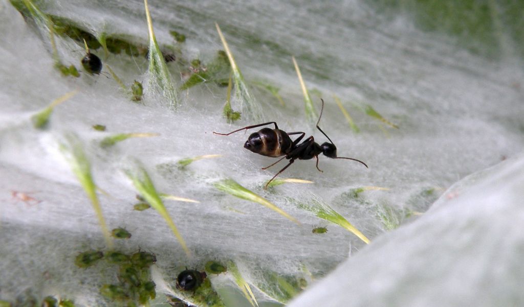 Camponotus aethiops sana ammalata (o, meglio, 