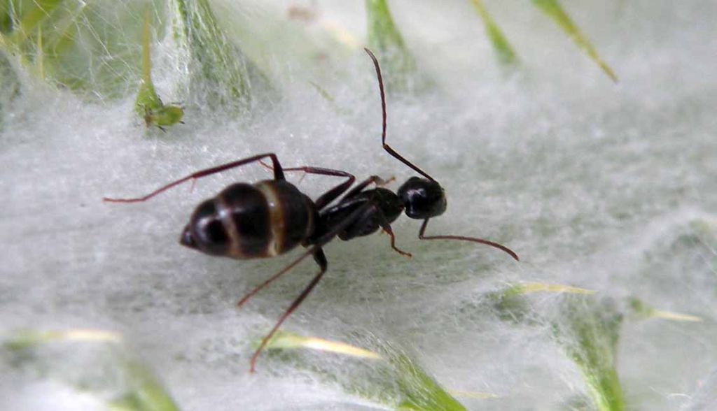 Camponotus aethiops sana ammalata (o, meglio, 