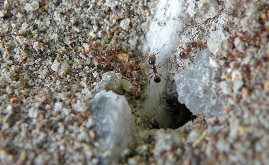 Formiche e formicaio: Pheidole pallidula