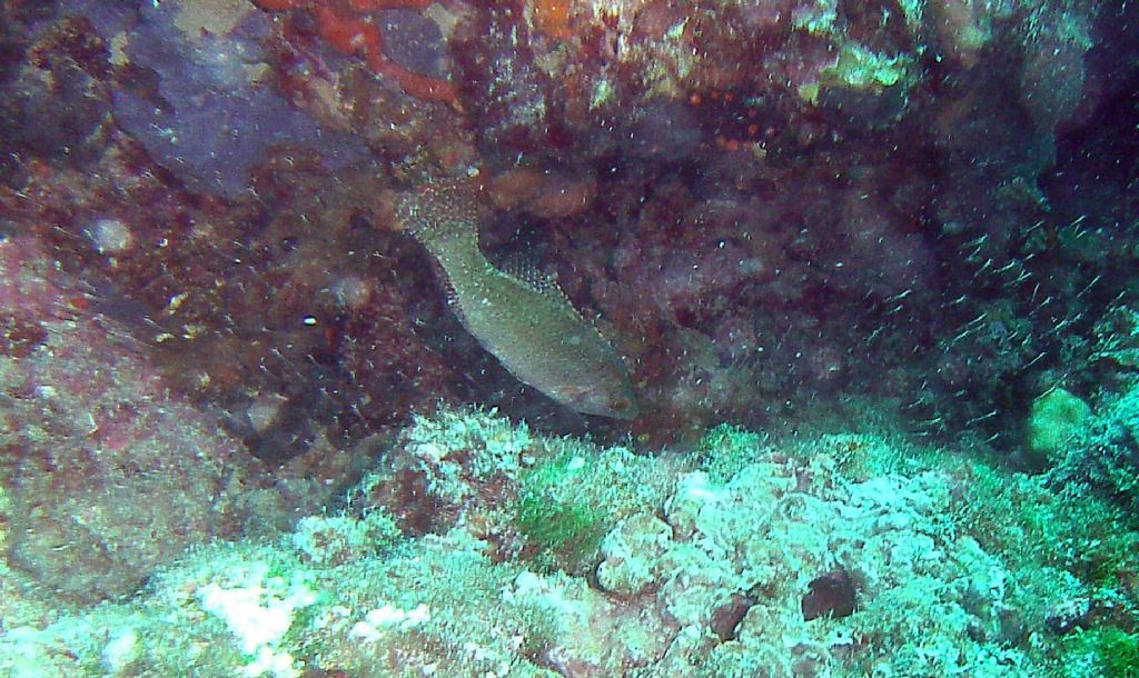 Symphodus cinereus da Umag (Croazia)