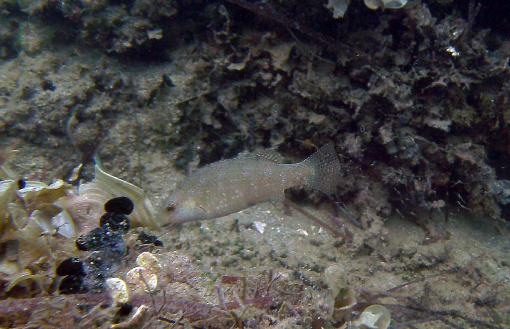 Symphodus cinereus da Umag (Croazia)