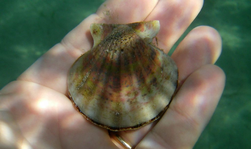 Pectinidae dall''Istria