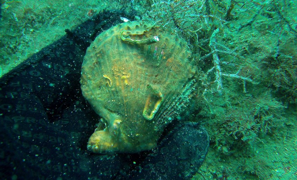 Pectinidae dall''Istria