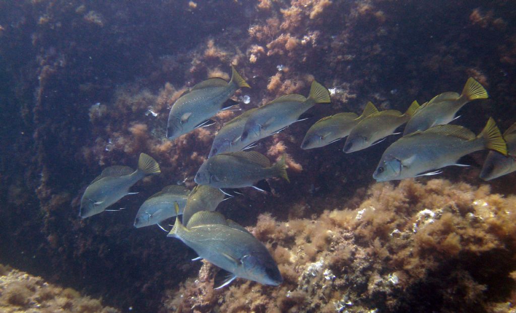 Corvina (Sciaena umbra) da Camogli (GE)