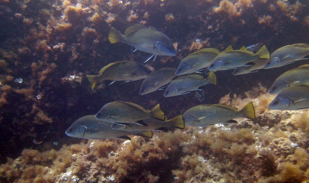 Corvina (Sciaena umbra) da Camogli (GE)