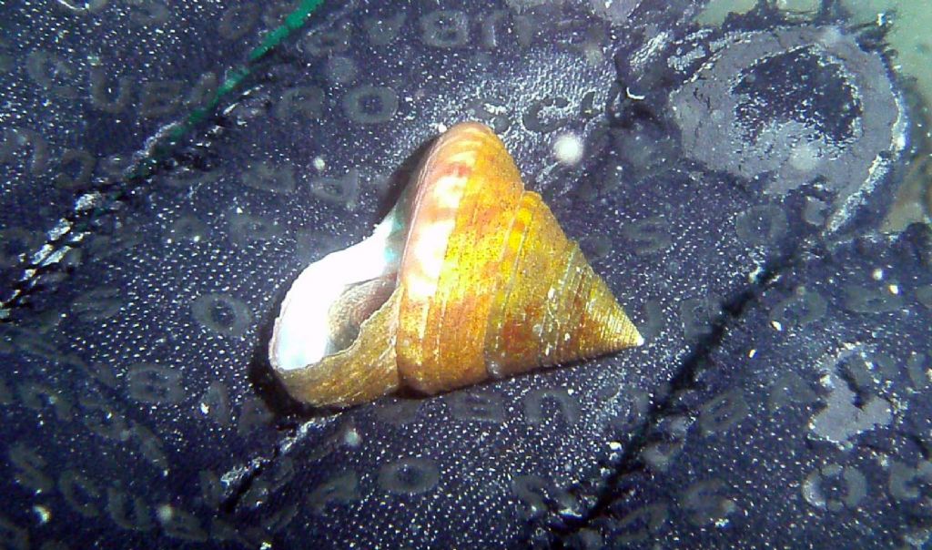 Qualcosa come Calliostoma?