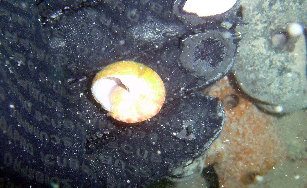 Qualcosa come Calliostoma?