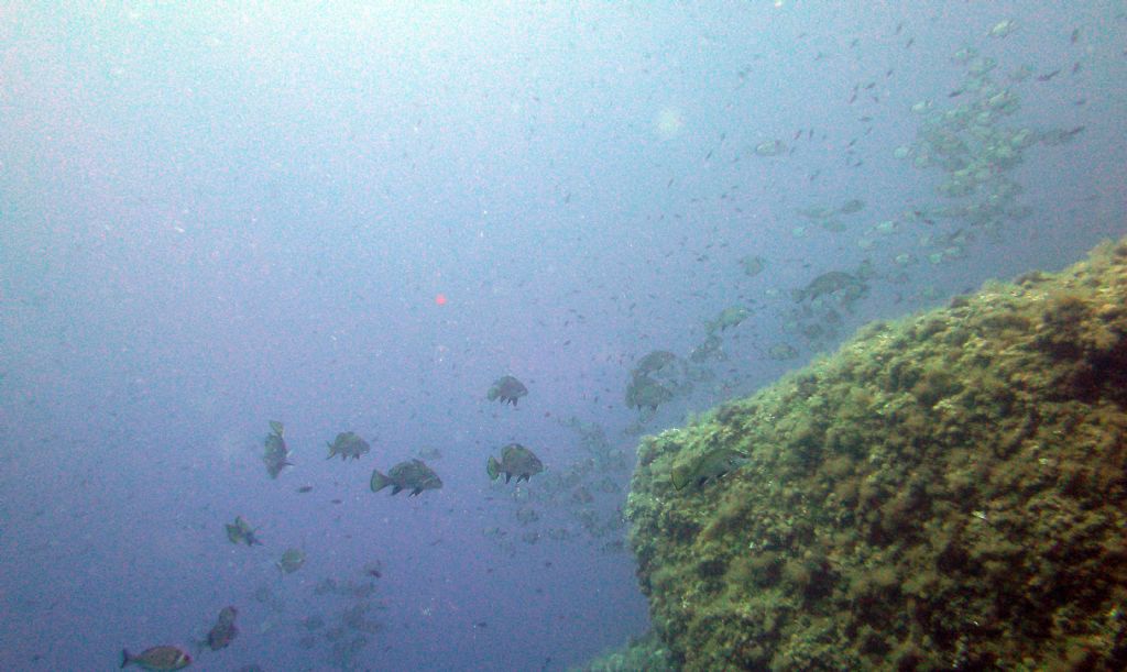 Dalle Alpi al mare: giocando con le diatomee