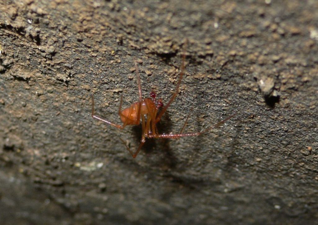 Nesticus sp. - grotta dell''Orsella, Corniglio (PR)