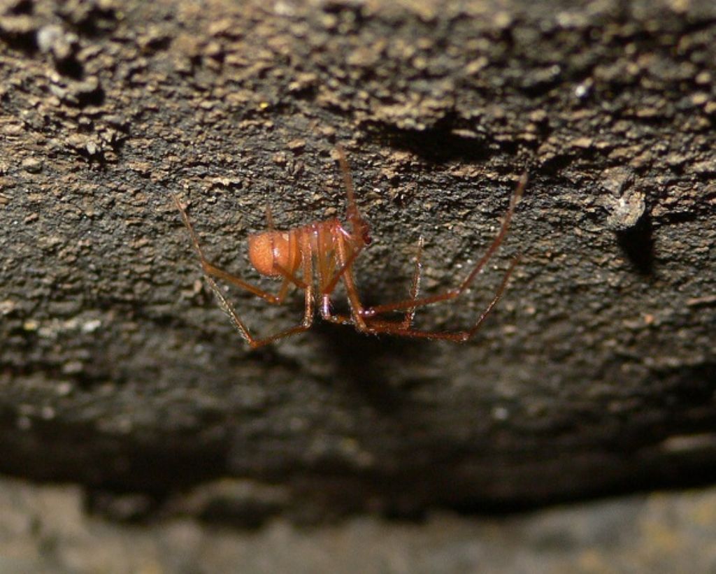 Nesticus sp. - grotta dell''Orsella, Corniglio (PR)