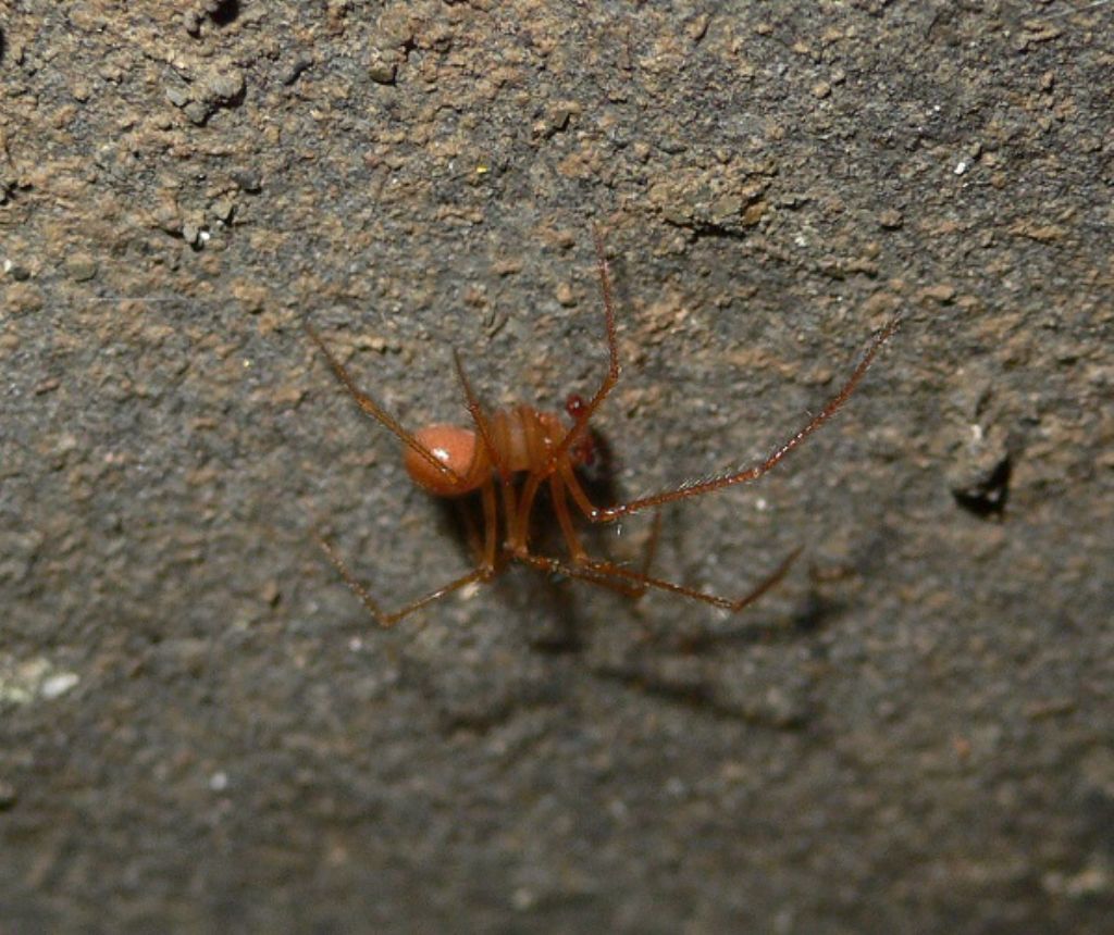 Nesticus sp. - grotta dell''Orsella, Corniglio (PR)