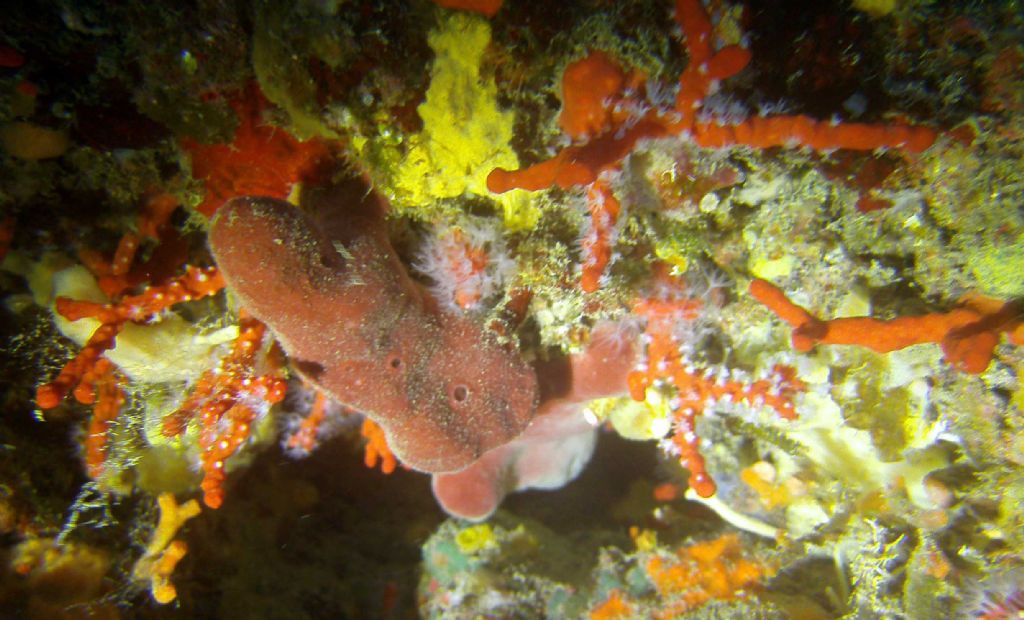 Tante forme e colori: tutte Petrosia ficiformis?