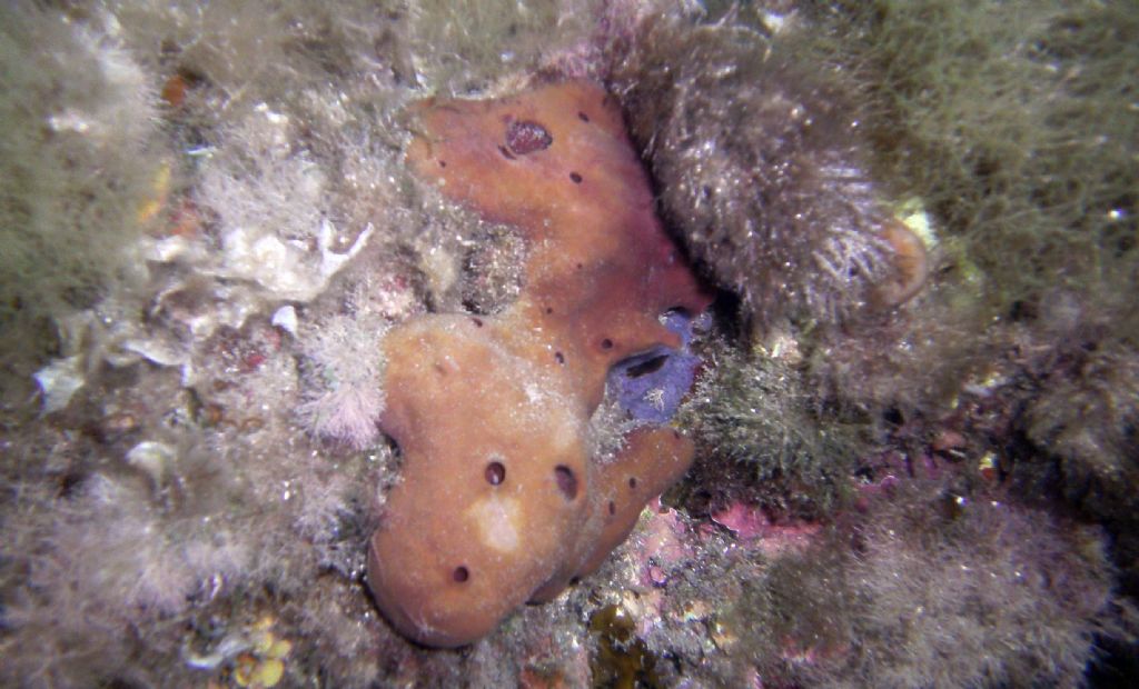 Tante forme e colori: tutte Petrosia ficiformis?