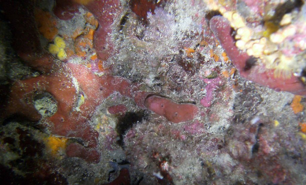 Tante forme e colori: tutte Petrosia ficiformis?