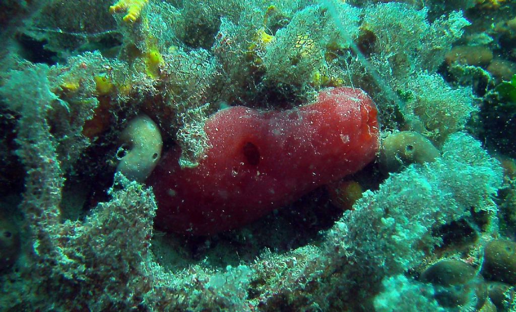 Tante forme e colori: tutte Petrosia ficiformis?