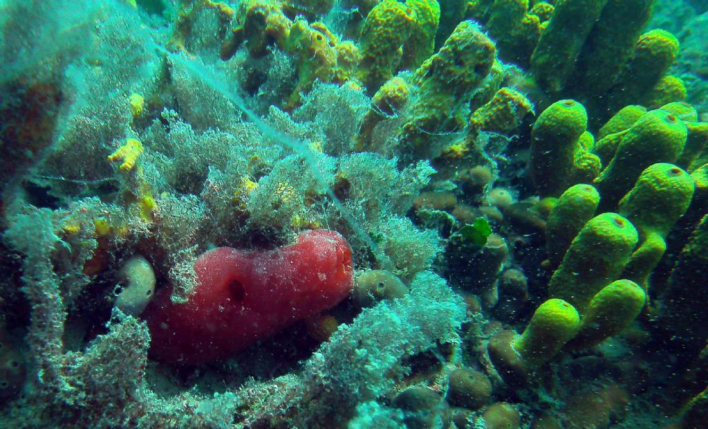 Tante forme e colori: tutte Petrosia ficiformis?