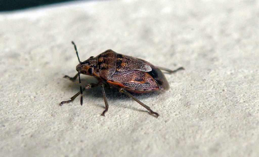 Pentatomidae: Holcogaster fibulata