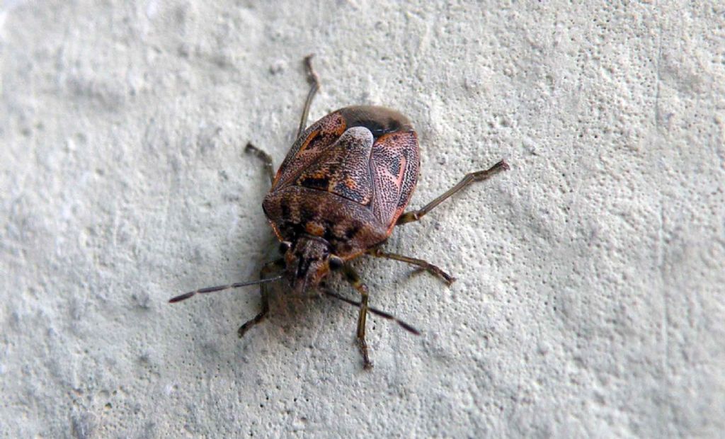 Pentatomidae: Holcogaster fibulata