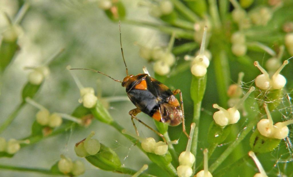 Miridae: Liocoris tripustulatus