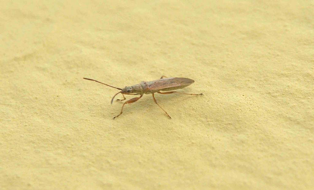 Piccoli Nabidae?    No, Lygaeidae: Paromius gracilis