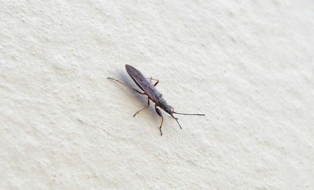 Piccoli Nabidae?    No, Lygaeidae: Paromius gracilis