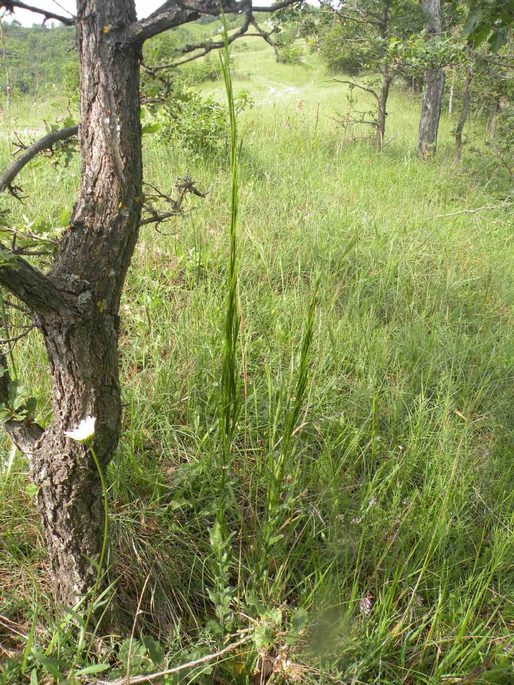 Arabis cfr. hirsuta  (Brassicaceae)