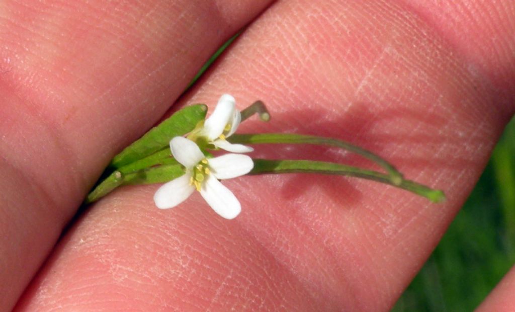 Arabis cfr. hirsuta  (Brassicaceae)