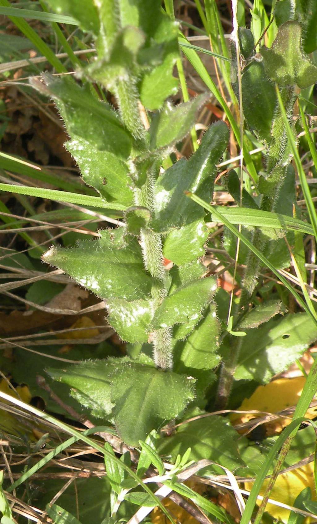 Arabis cfr. hirsuta  (Brassicaceae)